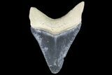 Serrated, Fossil Megalodon Tooth - Bone Valley, Florida #145091-1